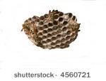 Wasp Nest Removal Hertfordshire 374217 Image 5
